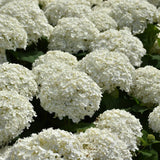 HYDRANGEA INCREDIBALL