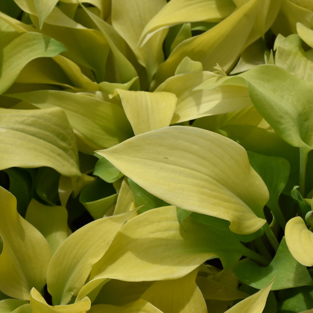 Prairie Moon Ryah HOSTA PRAIRIE MOON – Knippel Garden Centre