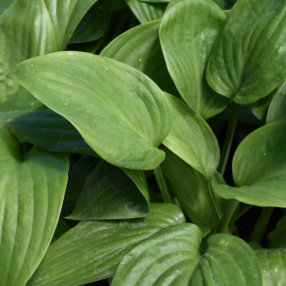 HOSTA HUMPBACK WHALE