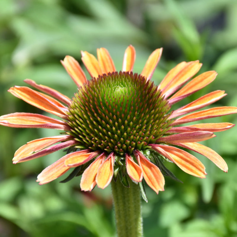 ECHINACEA BUTTERFLY RAINBOW MARCELLA