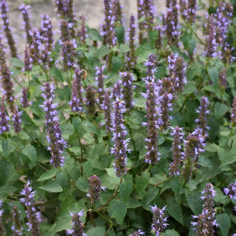 AGASTACHE LITTLE ADDER