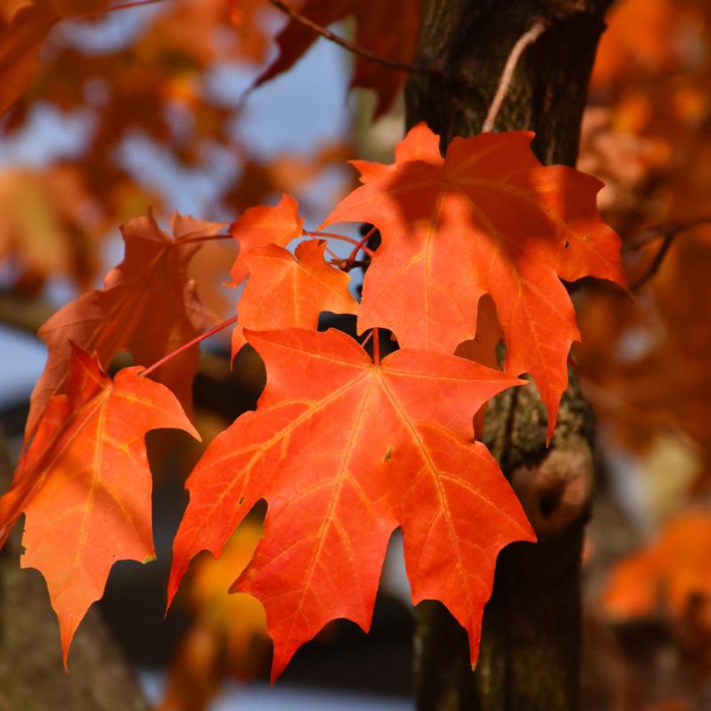 MAPLE SUGAR GREEN MOUNTAIN