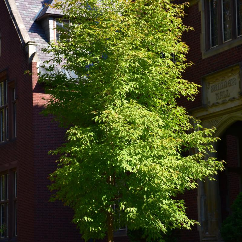 その他 MapleTree MAPLE THREE-FLOWER – Knippel Garden Centre