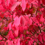 BURNING BUSH