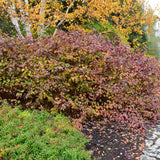 DOGWOOD BAILEY