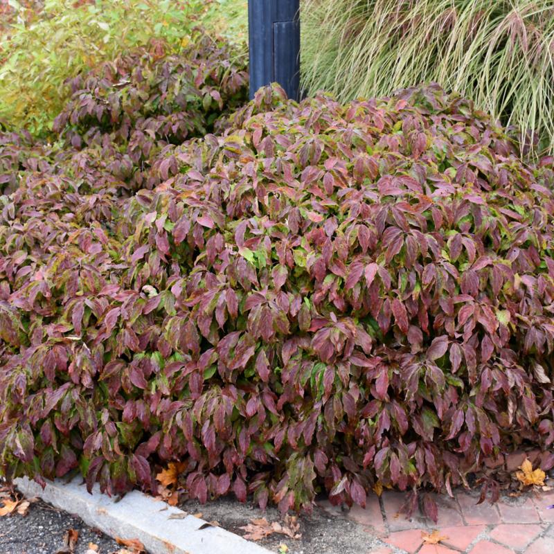 DOGWOOD KELSEY