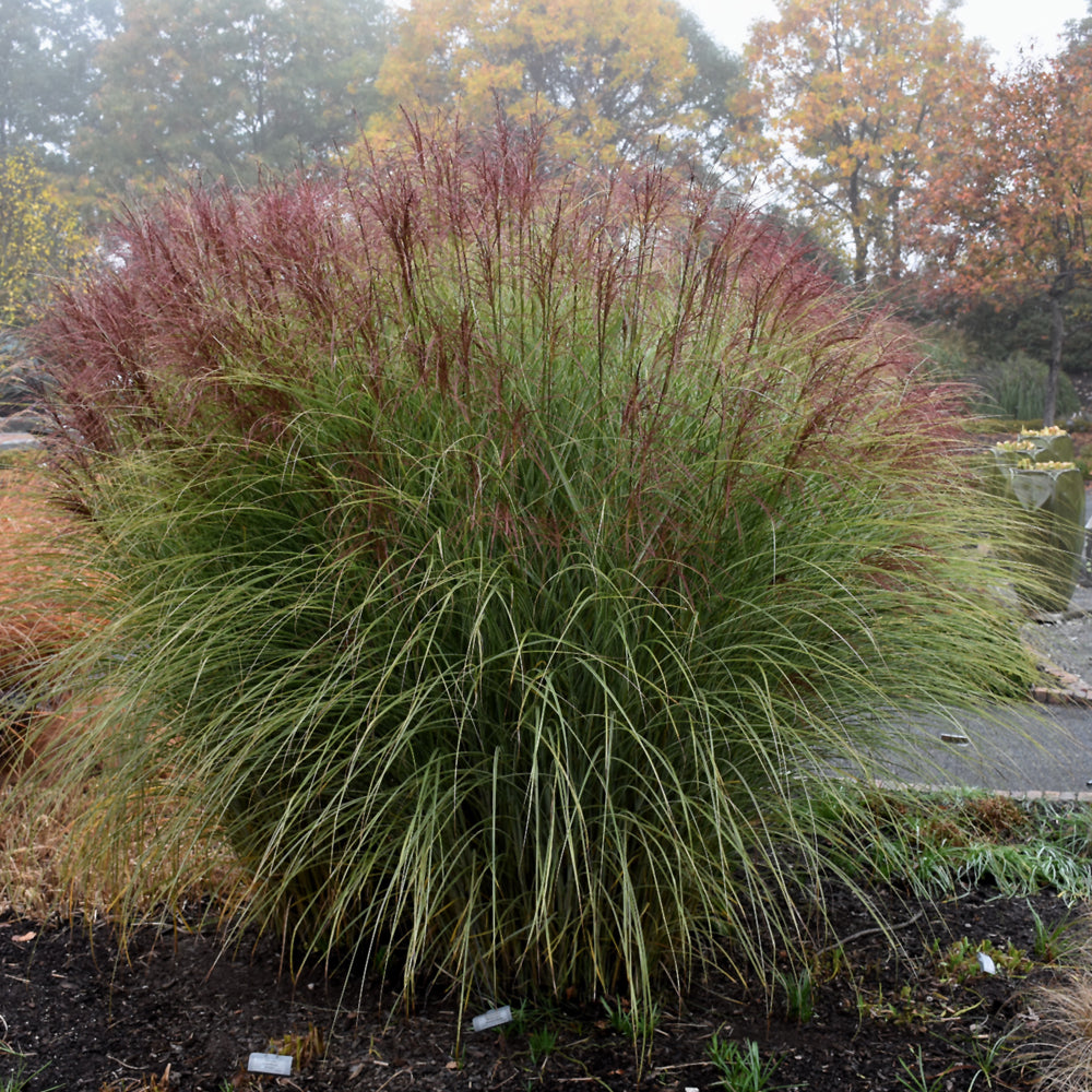 MISCANTHUS MORNING LIGHT