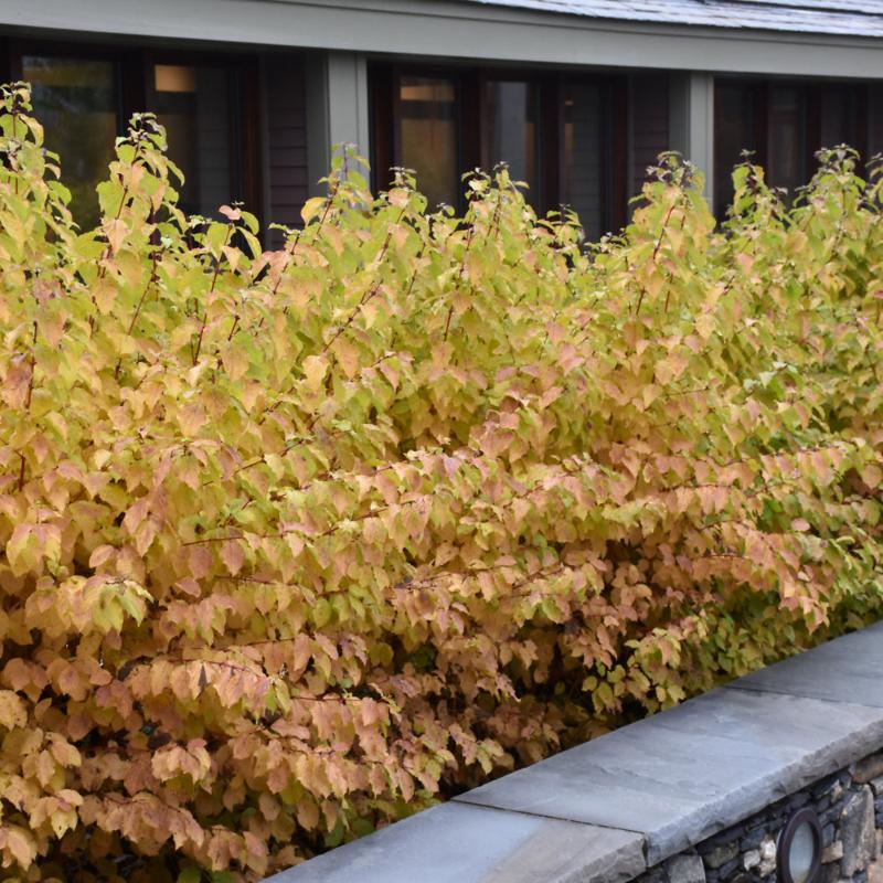 DOGWOOD MIDWINTER FIRE