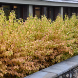 DOGWOOD MIDWINTER FIRE