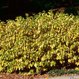 DOGWOOD ARCTIC SUN