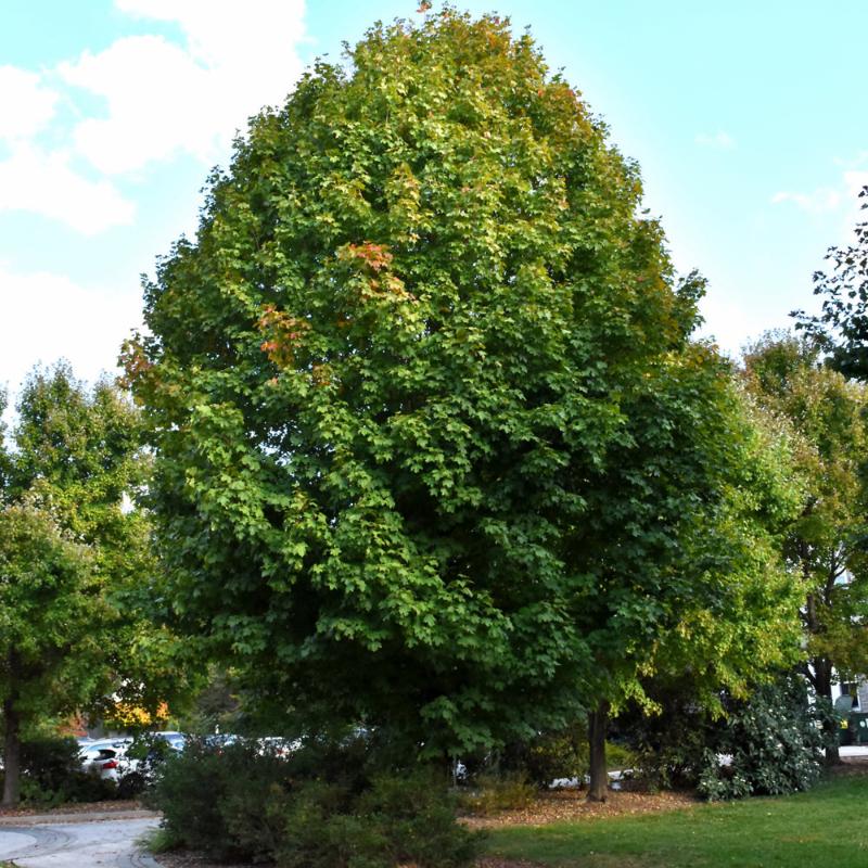 MAPLE SUGAR LEGACY