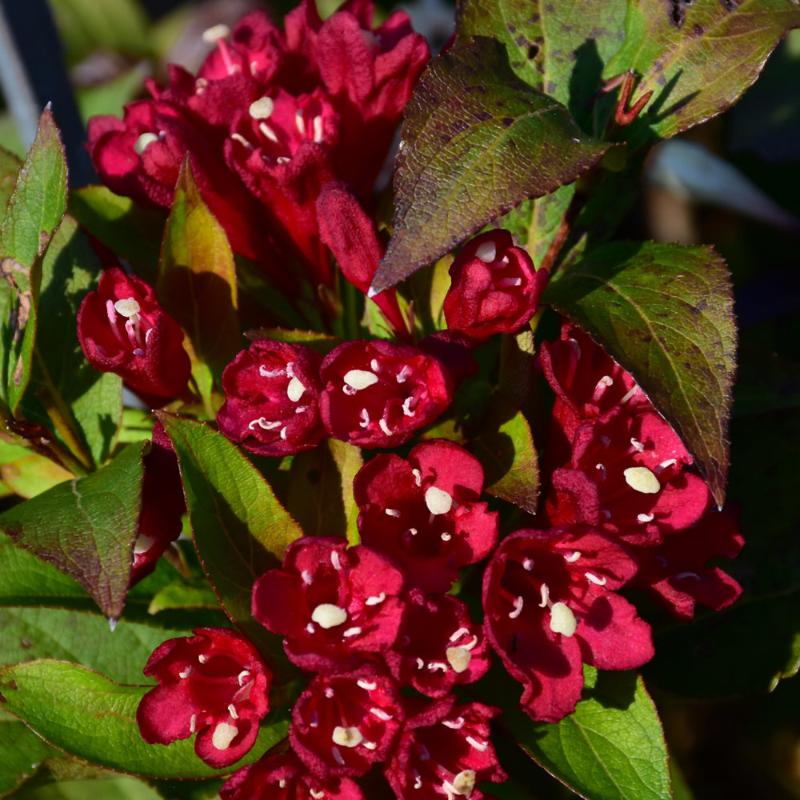 WEIGELA MAROON SWOON