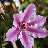 CLEMATIS CHEROKEE