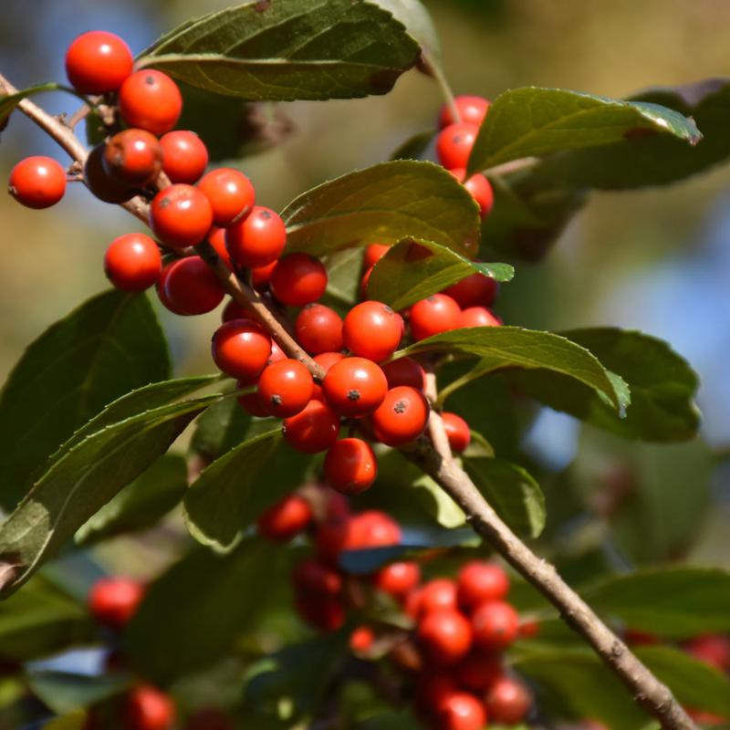 WINTERBERRY AFTERGLOW