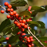 WINTERBERRY AFTERGLOW