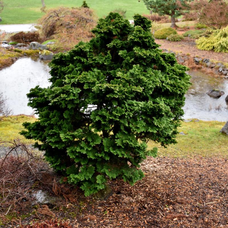FALSE CYPRESS DWARF HINOKI – Knippel Garden Centre