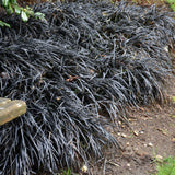 OPHIOPOGON PLANISCAPUS NIGRESCENS