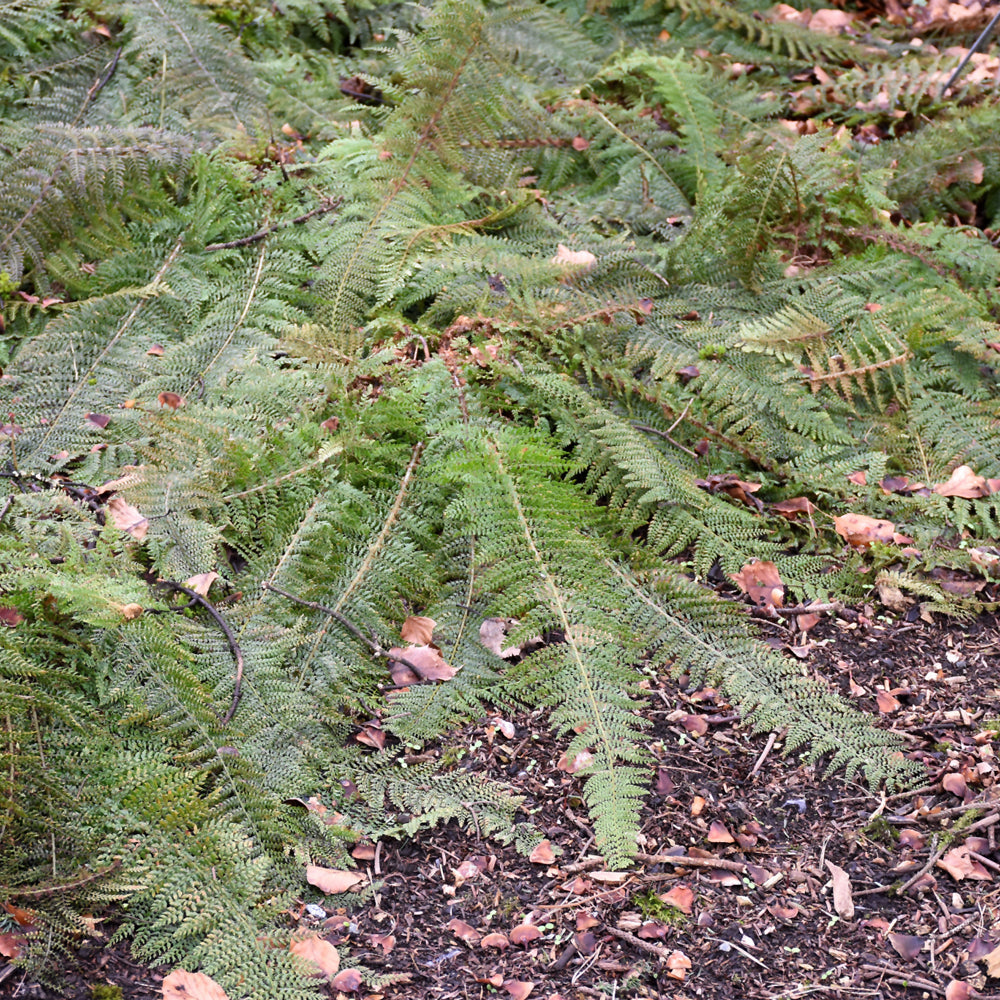 POLYSTICHUM HERRENHAUSEN