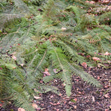 POLYSTICHUM HERRENHAUSEN