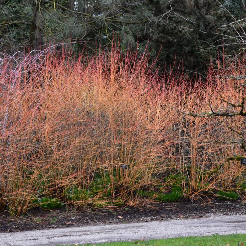 DOGWOOD MIDWINTER FIRE