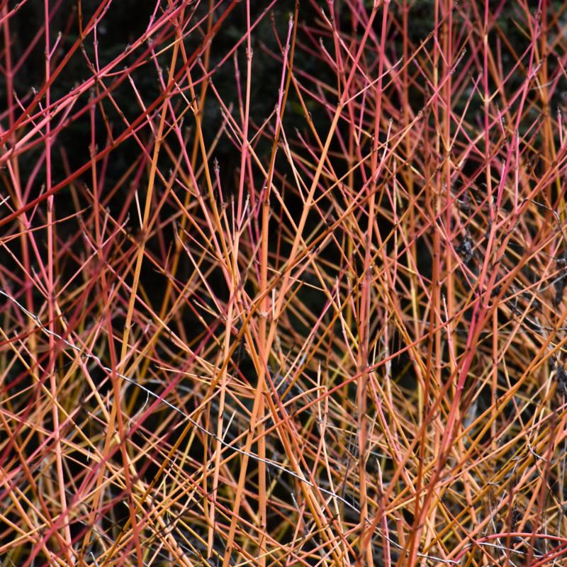 DOGWOOD MIDWINTER FIRE