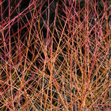 DOGWOOD MIDWINTER FIRE