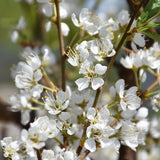PLUM TOKA JAPANESE
