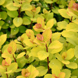 SPIREA GLOW GIRL