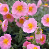 HELIANTHEMUM WISLEY PINK