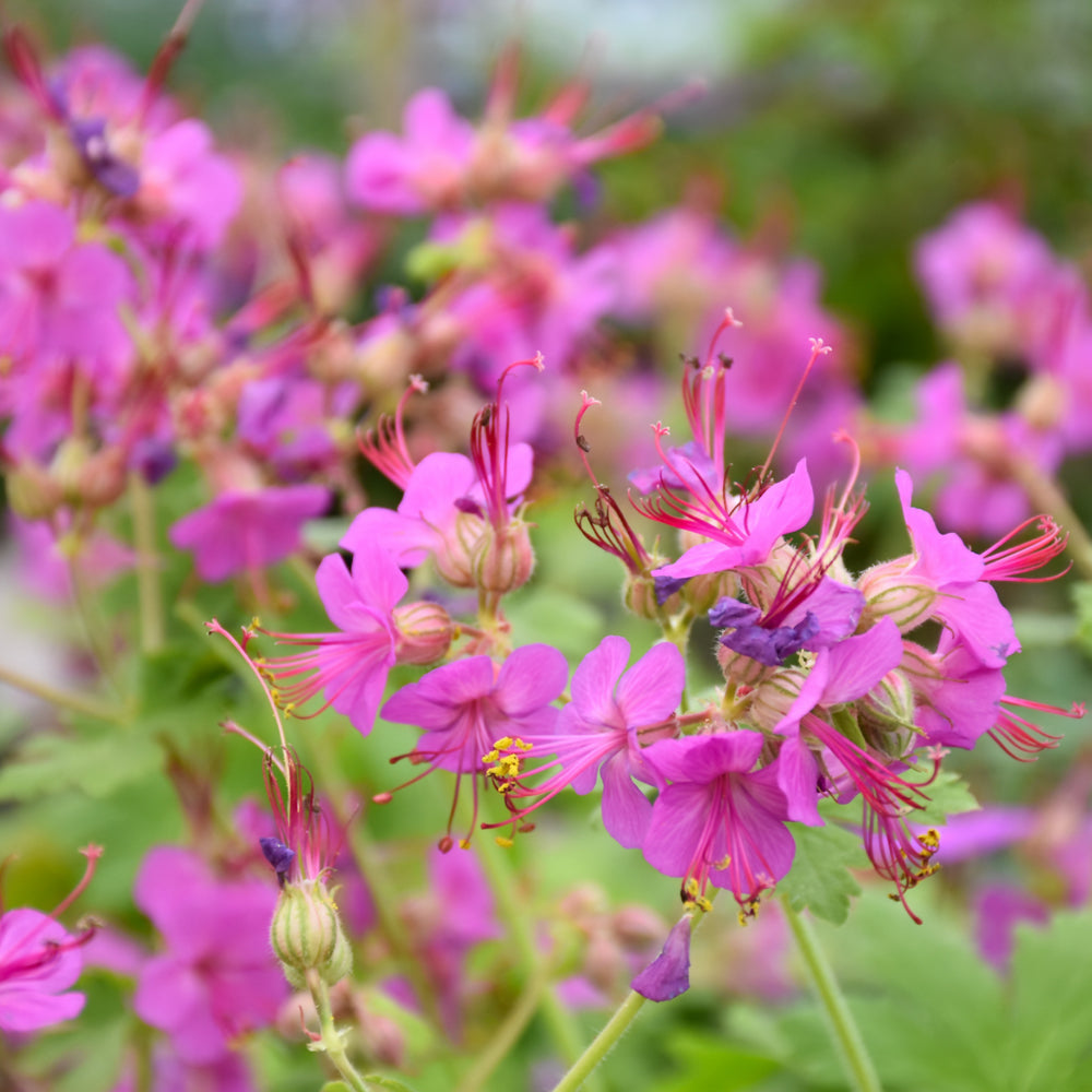 Fall Color Bevans Geranium GERANIUM BEVANS VARIETY – Knippel Garden Centre