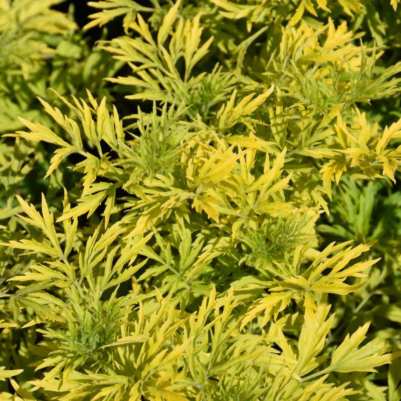 ELDERBERRY GOLDEN TOWER