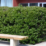 COTONEASTER PEKING
