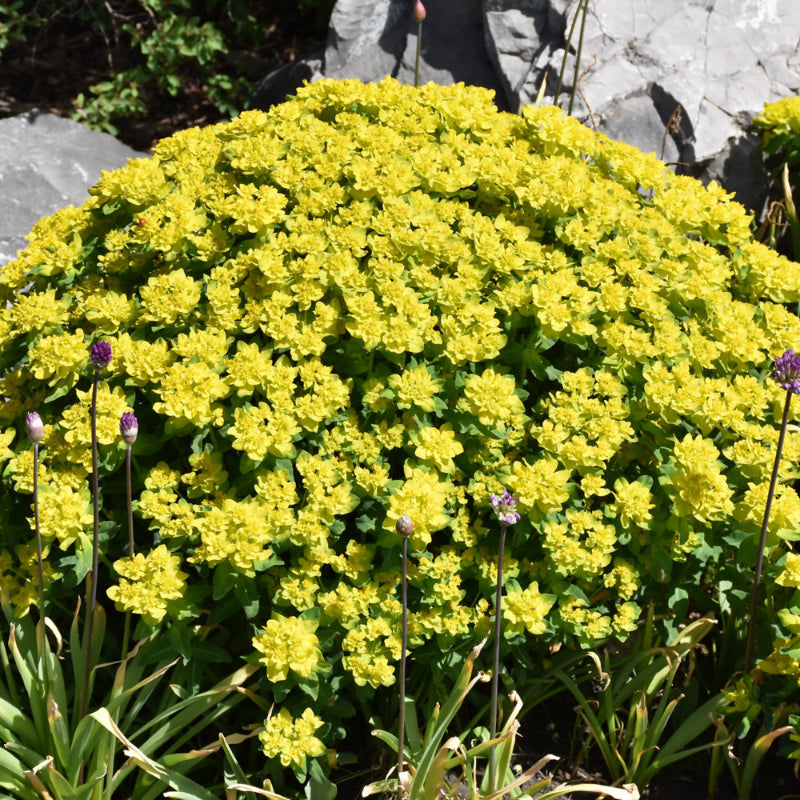 EUPHORBIA POLYCHROMA Knippel Garden Centre euphorbia-polychroma-knippel-garden-centre