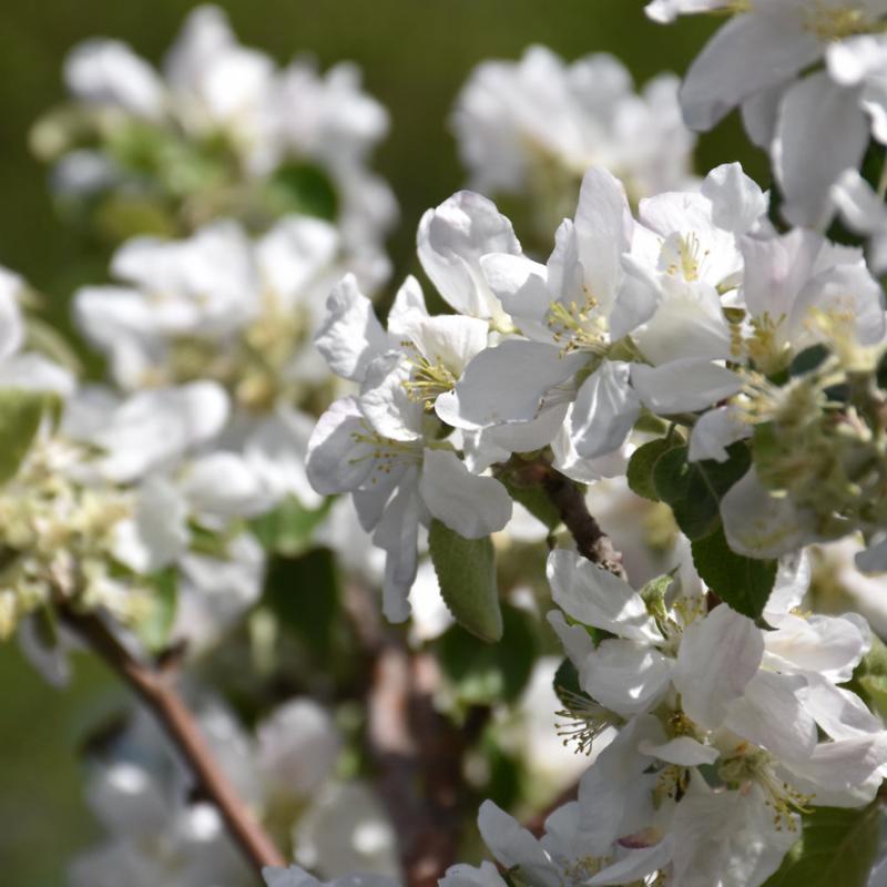 APPLE HARALSON
