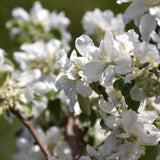 APPLE HARALSON