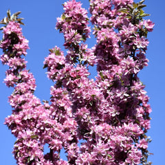 Columnar Trees – Knippel Garden Centre