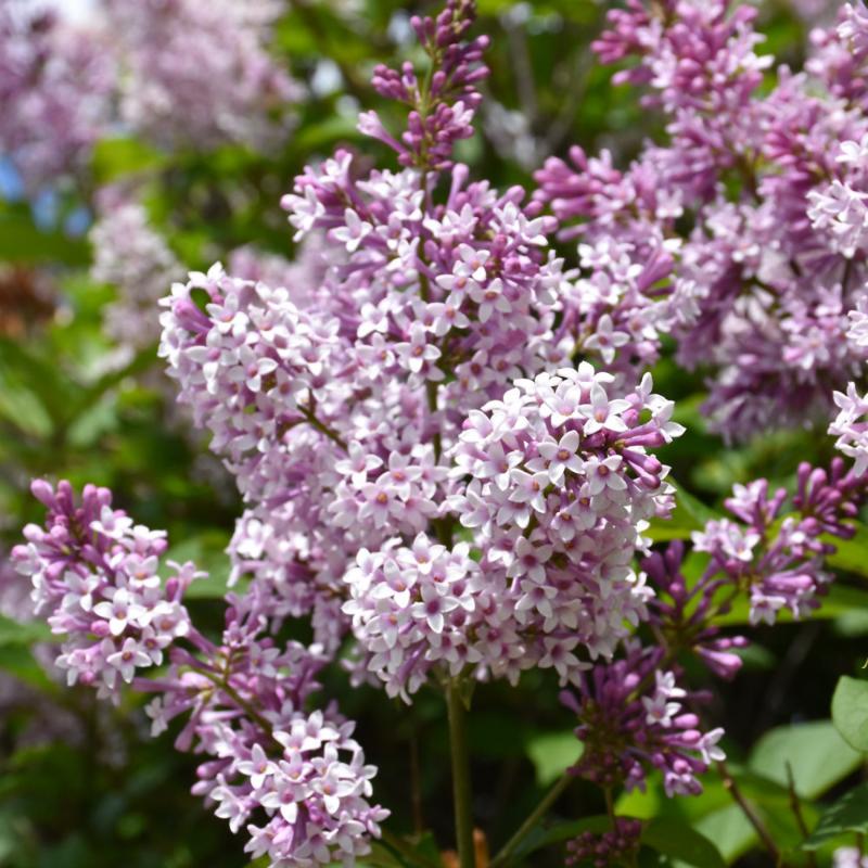 LILAC MINUET