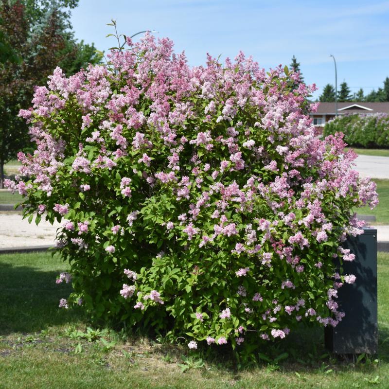 LILAC MINUET