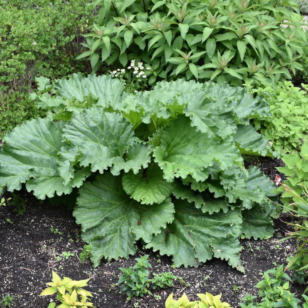 RHUBARB GERMAN WINE