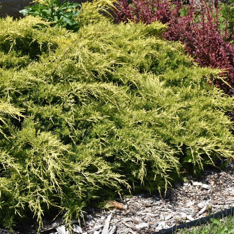 JUNIPER GOLD LACE