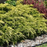 JUNIPER GOLD LACE