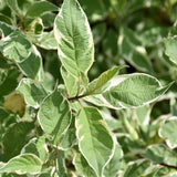 DOGWOOD SILVERLEAF