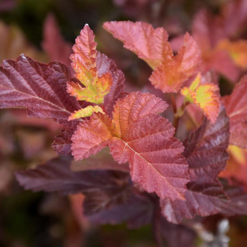 NINEBARK CENTER GLOW