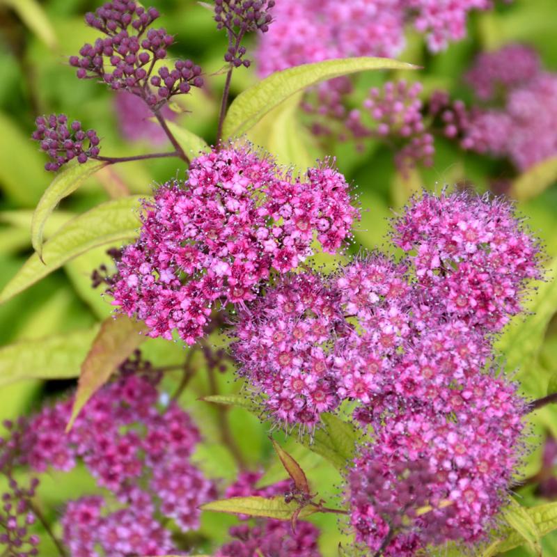 SPIREA FLAMING MOUND