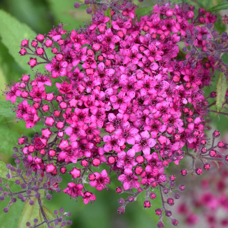 SPIREA DART'S RED