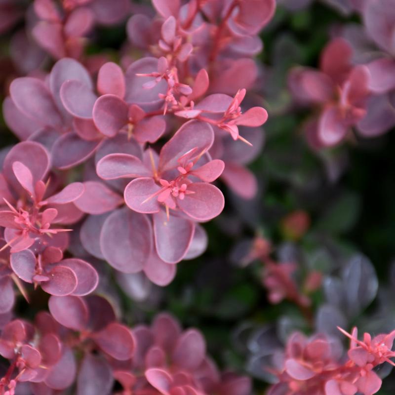 BARBERRY ROYAL BURGUNDY