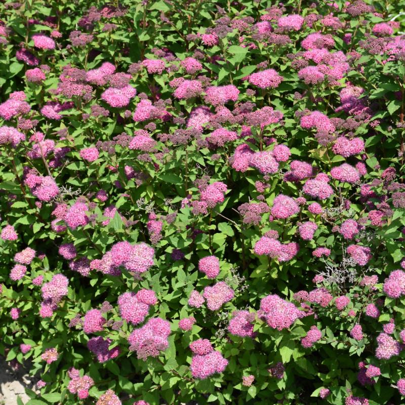 SPIREA DOUBLE PLAY ARTIST