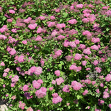 SPIREA DOUBLE PLAY ARTIST