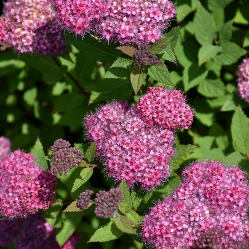 SPIREA DOUBLE PLAY ARTIST