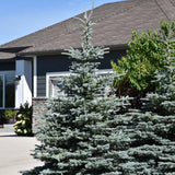 SPRUCE BABY BLUE